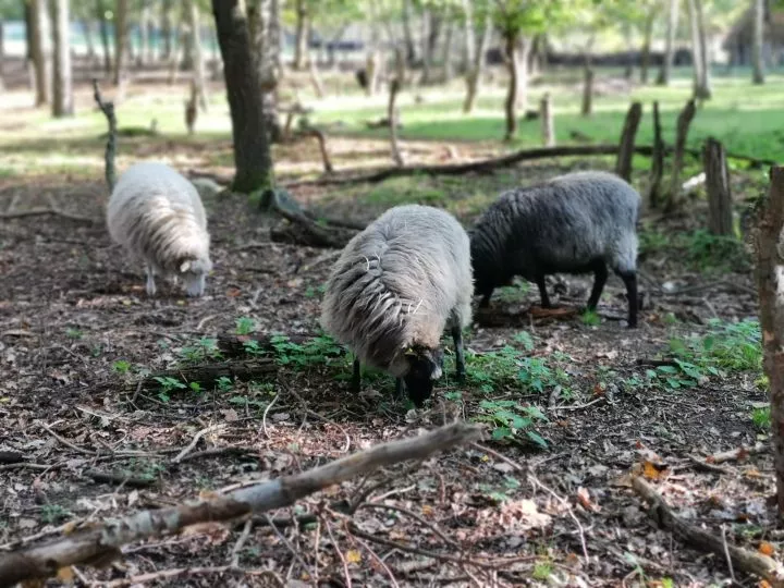 Drei Schafe grasend in einem Waldabschnitt auf dem Gel&auml;nde des Museumsdorf D&uuml;ppels