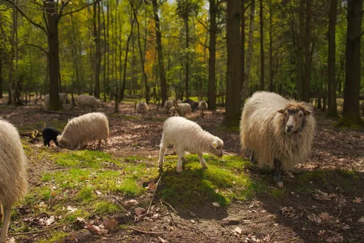 Osterl&auml;mmer und Schafe im D&uuml;ppeler Wald