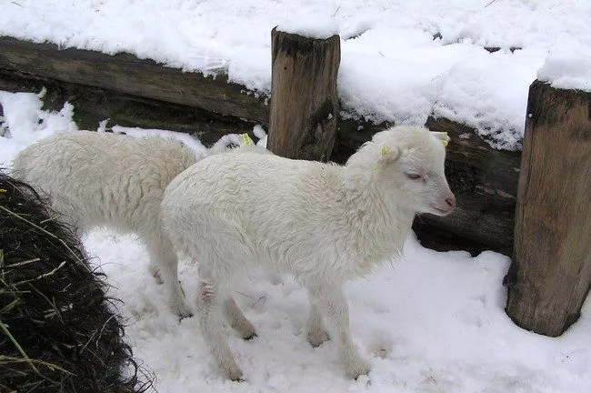 L&auml;mmer im Winter im Museumsdorf D&uuml;ppel